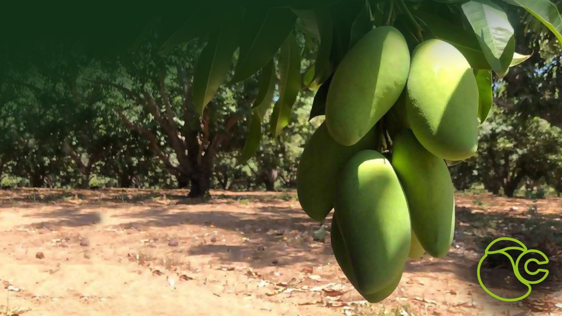 orgulloso mango el costeño